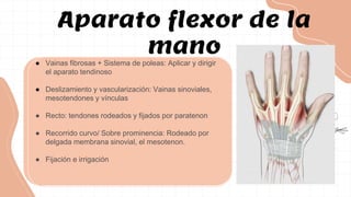 ● Vainas fibrosas + Sistema de poleas: Aplicar y dirigir
el aparato tendinoso
● Deslizamiento y vascularización: Vainas sinoviales,
mesotendones y vínculas
● Recto: tendones rodeados y fijados por paratenon
● Recorrido curvo/ Sobre prominencia: Rodeado por
delgada membrana sinovial, el mesotenon.
● Fijación e irrigación
Aparato flexor de la
mano
 