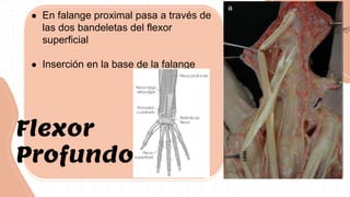 ● En falange proximal pasa a través de
las dos bandeletas del flexor
superficial
● Inserción en la base de la falange
Flexor
Profundo
 
