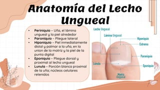 • Periniquio – Uña, el lámina
ungueal y la piel alrededor
• Paroniquio – Pliegue lateral
• Hiponiquio – Piel inmediatamente
distal y palmar a la uña, en la
union de la matriz y la piel de la
punta digital
• Eponiquio – Pliegue dorsal y
proximal al lecho ungueal
• Lunula – Porción blanca proximal
de la uña; núcleos celulares
retenidos
Anatomía del Lecho
Ungueal
 