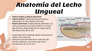 • Matriz estéril y Matriz Germinal:
• Matriz estéril: Tejido blando profundo y
adherido a la uña, distal a la lunula.
• Matriz Germinal: Tejido blando adherido a la
uña y proximal a la matriz estéril. La matriz
germinal es responsible de la mayor parte
del Desarrollo de la uña
• El periostio de la falange distal se encuentra
ivolar a las matrices
• Distancia aproximada de la inserción del
tendon extensor a la matriz germinal
proximal es de 1.2-1.4 mm.
Anatomía del Lecho
Ungueal
 