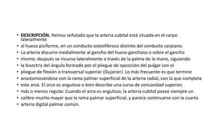 • DESCRIPCIÓN. Hemos señalado que la arteria cubital está situada en el carpo
lateralmente
• al hueso pisiforme, en un conducto osteofibroso distinto del conducto carpiano.
• La arteria discurre medialmente al gancho del hueso ganchoso o sobre el gancho
• mismo; después se incurva lateralmente a través de la palma de la mano, siguiendo
• la bisectriz del ángulo formado por el pliegue de oposición del pulgar con el
• pliegue de flexión o transversal superior (Dujarier). Lo más frecuente es que termine
• anastomosándose con la rama palmar superficial de la arteria radial, con la que completa
• este arco. El arco es anguloso o bien describe una curva de concavidad superior,
• más o menos regular. Cuando el arco es anguloso, la arteria cubital posee siempre un
• calibre mucho mayor que la rama palmar superficial, y parece continuarse con la cuarta
• arteria digital palmar común.
 