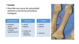 • Cuerpo
• Describe una curva de concavidad
anterior y una forma prismática
triangular
Cara posterior
• Convexa,
ancha
inferiormente
y afilada
superiormente
dos caras
• Lateral
• Medial
• Limitan los
espacios
interóseos
Bordes
• Lateral
• Medial
• Anterior
 