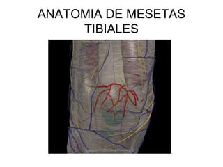 ANATOMIA DE MESETAS 
TIBIALES 
 