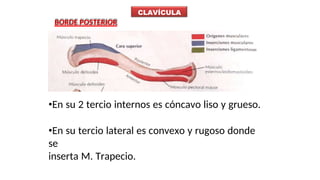 Borde Rugoso ANATOMIA del cuerpo DE MIEMBROS SUPERIORES.pptx
