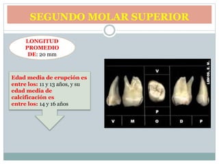SEGUNDO MOLAR SUPERIOR
LONGITUD
PROMEDIO
DE: 20 mm
Edad media de erupción es
entre los: 11 y 13 años, y su
edad media de
calcificación es
entre los: 14 y 16 años
 