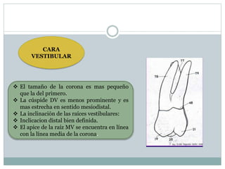 CARA
VESTIBULAR
 El tamaño de la corona es mas pequeño
que la del primero.
 La cúspide DV es menos prominente y es
mas estrecha en sentido mesiodistal.
 La inclinación de las raíces vestibulares:
 Inclicacion distal bien definida.
 El apice de la raíz MV se encuentra en línea
con la línea media de la corona.
 