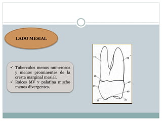 LADO MESIAL
 Tuberculos menos numerosos
y menos prominentes de la
cresta marginal mesial.
 Raices MV y palatina mucho
menos divergentes.
 