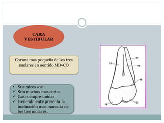 CARA
VESTIBULAR
Corona mas pequeña de los tres
molares en sentido MD-CO
• Sus raíces son:
 Son muchos mas cortas
 Casi siempre unidas
 Generalmente presenta la
inclinación mas marcada de
los tres molares.
 