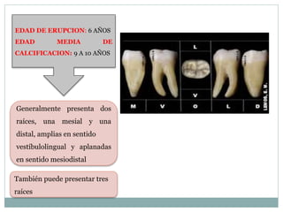 También puede presentar tres
raíces
Generalmente presenta dos
raíces, una mesial y una
distal, amplias en sentido
vestíbulolingual y aplanadas
en sentido mesiodistal
EDAD DE ERUPCION: 6 AÑOS
EDAD MEDIA DE
CALCIFICACION: 9 A 10 AÑOS
 