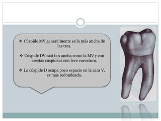  Cúspide MV generalmente es la más ancha de
las tres.
 Cúspide DV casi tan ancha como la MV y con
crestas cuspídeas con leve curvatura.
 La cúspide D ocupa poco espacio en la cara V,
es más redondeada.
 