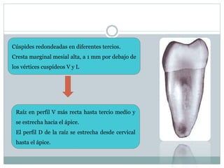 Cúspides redondeadas en diferentes tercios.
Cresta marginal mesial alta, a 1 mm por debajo de
los vértices cuspídeos V y L
Raíz en perfil V más recta hasta tercio medio y
se estrecha hacia el ápice.
El perfil D de la raíz se estrecha desde cervical
hasta el ápice.
 