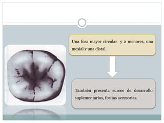 Una fosa mayor circular y 2 menores, una
mesial y una distal.
También presenta surcos de desarrollo
suplementarios, fositas accesorias.
 