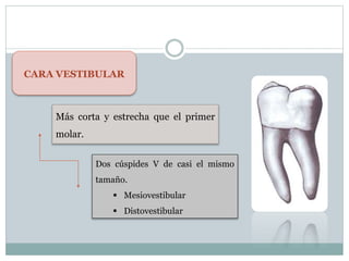 CARA VESTIBULAR
Más corta y estrecha que el primer
molar.
Dos cúspides V de casi el mismo
tamaño.
 Mesiovestibular
 Distovestibular
 