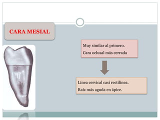 CARA MESIAL
Muy similar al primero.
Cara oclusal más cerrada
Línea cervical casi rectilínea.
Raíz más aguda en ápice.
 