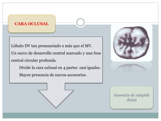 CARA OCLUSAL
Lóbulo DV tan pronunciado o más que el MV.
Un surco de desarrollo central marcado y una fosa
central circular profunda.
Divide la cara oclusal en 4 partes casi iguales.
Mayor presencia de surcos accesorios.
Ausencia de cúspide
distal
 
