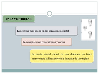 CARA VESTIBULAR
Las corona mas ancha en las aéreas mesiodistal.
Las cúspides son redondeadas y cortas
La cresta mesial estará en una distancia un tanto
mayor entre la línea cervical y la punta de la cúspide
 