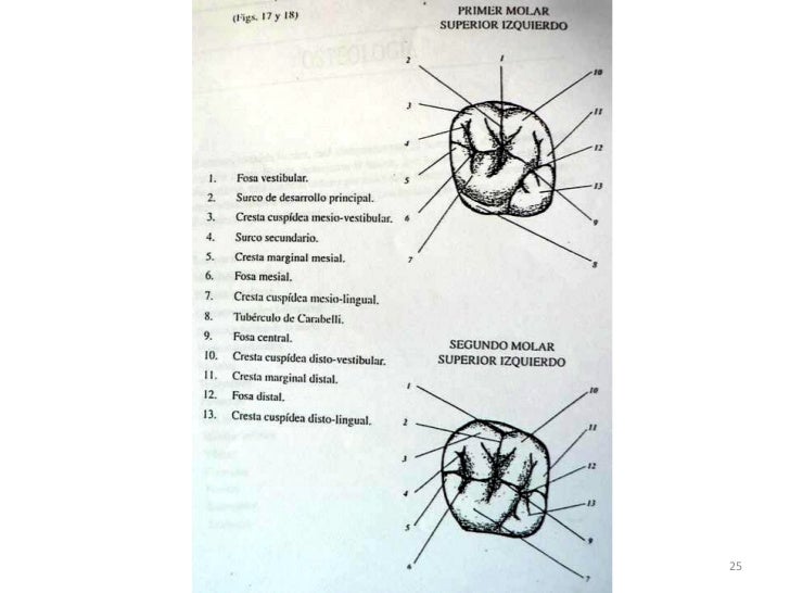 Anatomia dental