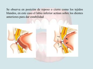 Labio Reposo Anatomia dental | PPTX