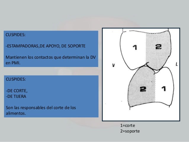 Anatomia dental