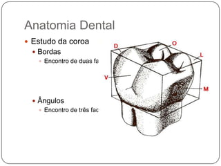 Anatomia Dental
 Estudo da coroa
 Bordas
 Encontro de duas faces
 Ângulos
 Encontro de três faces
 