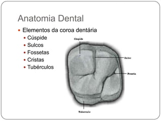 Anatomia Dental
 Elementos da coroa dentária
 Cúspide
 Sulcos
 Fossetas
 Cristas
 Tubérculos
 