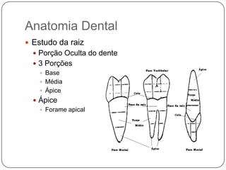Anatomia Dental
 Estudo da raiz
 Porção Oculta do dente
 3 Porções
 Base
 Média
 Ápice
 Ápice
 Forame apical
 