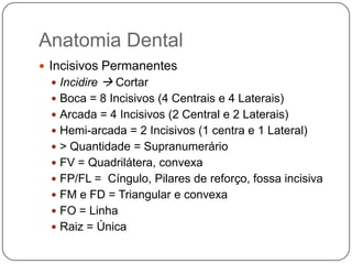 Anatomia Dental
 Incisivos Permanentes
 Incidire  Cortar
 Boca = 8 Incisivos (4 Centrais e 4 Laterais)
 Arcada = 4 Incisivos (2 Central e 2 Laterais)
 Hemi-arcada = 2 Incisivos (1 centra e 1 Lateral)
 > Quantidade = Supranumerário
 FV = Quadrilátera, convexa
 FP/FL = Cíngulo, Pilares de reforço, fossa incisiva
 FM e FD = Triangular e convexa
 FO = Linha
 Raiz = Única
 