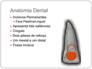 Anatomia Dental
 Incisivos Permanentes
 Face Palatina/Lingual
 Apresenta três saliências:
 Cíngulo
 Dois pilares de reforço
 Um mesial e um distal
 Fossa incisiva
 