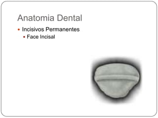 Anatomia Dental
 Incisivos Permanentes
 Face Incisal
 