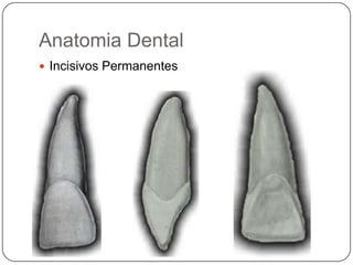 Anatomia Dental
 Incisivos Permanentes
 