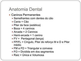 Anatomia Dental
 Caninos Permanentes
 Semelhantes com dentes do cão
 Canis = Cão
 Pilar da face (estética)
 Boca = 4 caninos
 Arcada = 2 Caninos
 Hemi-arcada = 1 canino
 FV = Pentagonal (lança)
 FP/FL = Cíngulo, Pilar de reforço M e D e Pilar
médio
 FM e FD = Triangular e convexa
 FO = Dividida em dos segmentos
 Raiz = Única e Volumosa
 