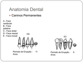 Anatomia Dental
 Caninos Permanentes
A - Face
vestibular
B - Face
palatina
C - Face distal
D - Face mesial
E - Face incisal
CS
ICI
Período de Erupção : 11
Anos
Período de Erupção : 9
Anos
 