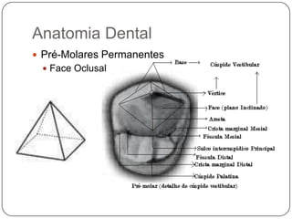Anatomia Dental
 Pré-Molares Permanentes
 Face Oclusal
 