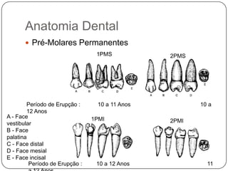 Anatomia Dental
 Pré-Molares Permanentes
A - Face
vestibular
B - Face
palatina
C - Face distal
D - Face mesial
E - Face incisal
1PMS 2PMS
2PMI1PMI
Período de Erupção : 10 a 11 Anos 10 a
12 Anos
Período de Erupção : 10 a 12 Anos 11
 