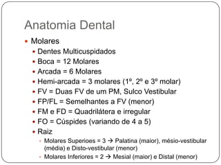 Anatomia Dental
 Molares
 Dentes Multicuspidados
 Boca = 12 Molares
 Arcada = 6 Molares
 Hemi-arcada = 3 molares (1º, 2º e 3º molar)
 FV = Duas FV de um PM, Sulco Vestibular
 FP/FL = Semelhantes a FV (menor)
 FM e FD = Quadrilátera e irregular
 FO = Cúspides (variando de 4 a 5)
 Raiz
 Molares Superioes = 3  Palatina (maior), mésio-vestibular
(média) e Disto-vestibular (menor)
 Molares Inferiores = 2  Mesial (maior) e Distal (menor)
 