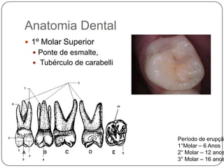 Anatomia Dental
 1º Molar Superior
 Ponte de esmalte,
 Tubérculo de carabelli
Período de erupção
1°Molar – 6 Anos
2° Molar – 12 anos
3° Molar – 16 anos
 