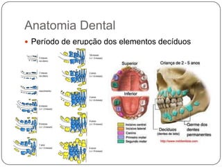 Anatomia Dental
 Período de erupção dos elementos decíduos
 