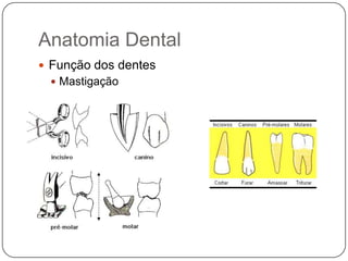 Anatomia Dental
 Função dos dentes
 Mastigação
 