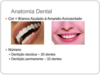 Anatomia Dental
 Cor = Branco Azulado à Amarelo-Acinzentado
 Número
 Dentição decidua – 20 dentes
 Dentição permanente – 32 dentes
 
