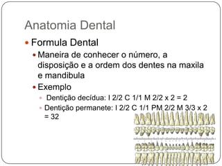 Anatomia Dental
 Formula Dental
 Maneira de conhecer o número, a
disposição e a ordem dos dentes na maxila
e mandibula
 Exemplo
 Dentição decídua: I 2/2 C 1/1 M 2/2 x 2 = 2
 Dentição permanete: I 2/2 C 1/1 PM 2/2 M 3/3 x 2
= 32
 