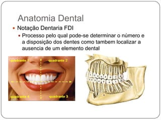 Anatomia Dental
 Notação Dentaria FDI
 Processo pelo qual pode-se determinar o número e
a disposição dos dentes como tambem localizar a
ausencia de um elemento dental
 