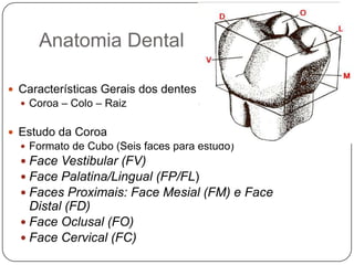 Anatomia Dental
 Características Gerais dos dentes
 Coroa – Colo – Raiz
 Estudo da Coroa
 Formato de Cubo (Seis faces para estudo)
 Face Vestibular (FV)
 Face Palatina/Lingual (FP/FL)
 Faces Proximais: Face Mesial (FM) e Face
Distal (FD)
 Face Oclusal (FO)
 Face Cervical (FC)
 