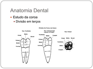 Anatomia Dental
 Estudo da coroa
 Divisão em terços
 