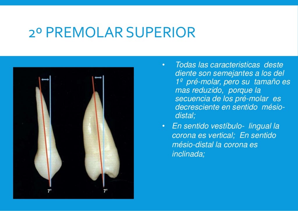 Anatomia dental. 2 Premolar Sup y Inf