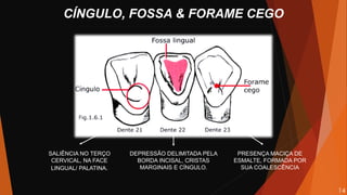 CÍNGULO, FOSSA & FORAME CEGO
SALIÊNCIA NO TERÇO
CERVICAL, NA FACE
LINGUAL/ PALATINA.
DEPRESSÃO DELIMITADA PELA
BORDA INCISAL, CRISTAS
MARGINAIS E CÍNGULO.
PRESENÇA MACIÇA DE
ESMALTE, FORMADA POR
SUA COALESCÊNCIA
14
 