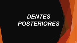 DENTES
POSTERIORES
16
 