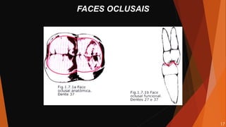 FACES OCLUSAIS
17
 