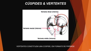 VERTENTES CONSTITUEM UMA CÚSPIDE, EM FORMATO DE PIRÂMIDE
CÚSPIDES & VERTENTES
18
 