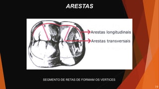 SEGMENTO DE RETAS DE FORMAM OS VERTICES
ARESTAS
19
 