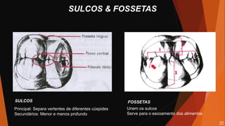 SULCOS & FOSSETAS
Unem os sulcos
Serve para o escoamento dos alimentos
Principal: Separa vertentes de diferentes cúspides
Secundários: Menor e menos profundo
SULCOS FOSSETAS
20
 